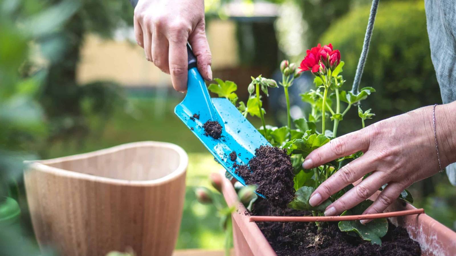 The Best Potting Compost For Your Plants