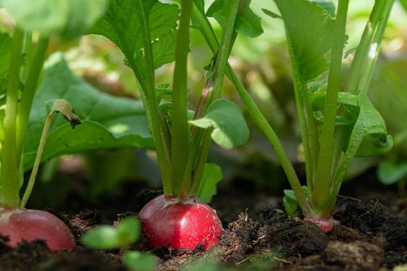 6 Root Vegetables You Can Grow in Containers