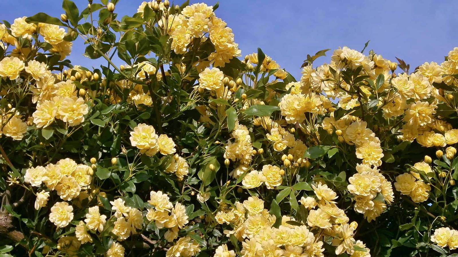 5 Flowers That Bloom All Year