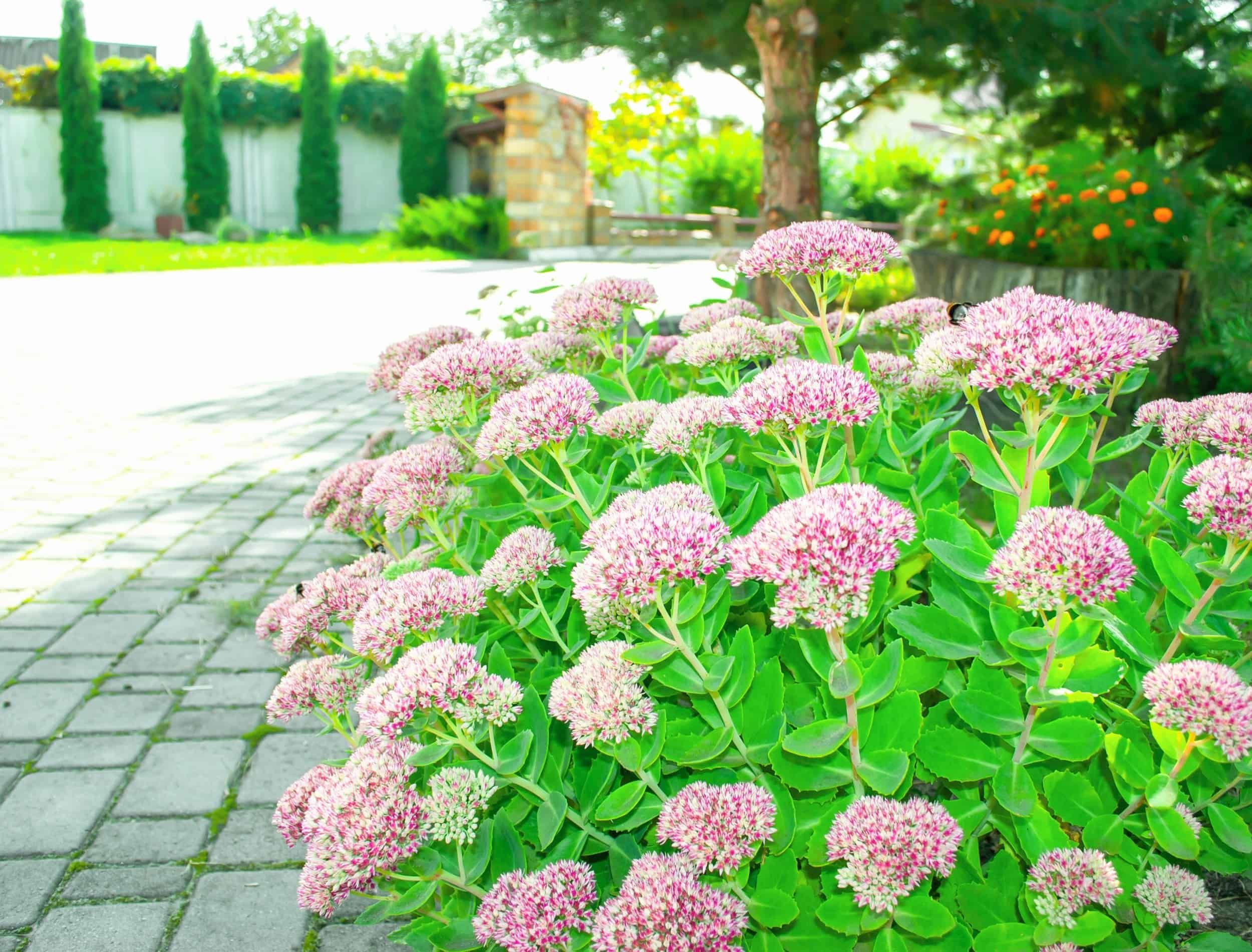5 Drought-Tolerant Plants For Your Home Garden, image size:2500x1900