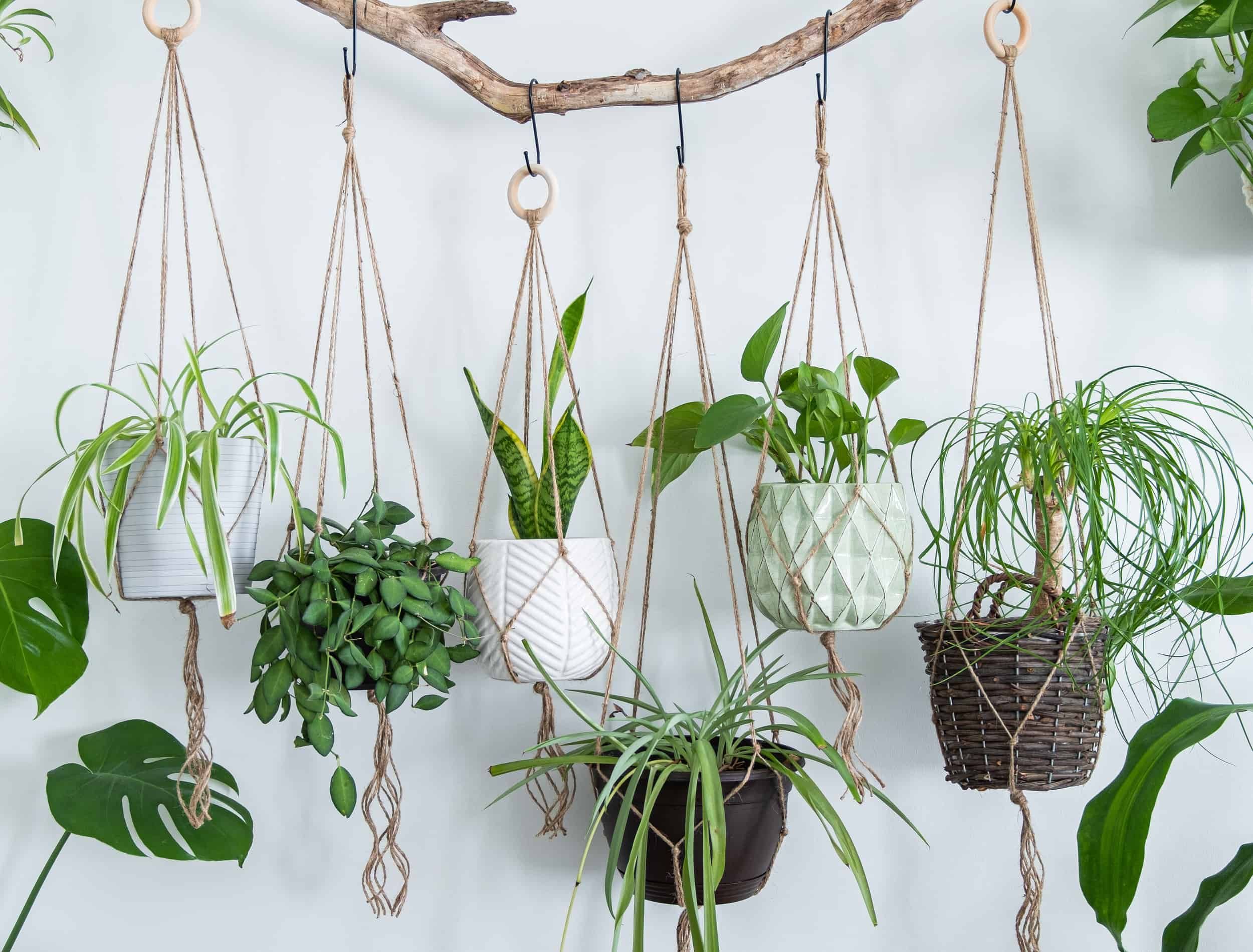 11 Indoor Hanging Garden Ideas