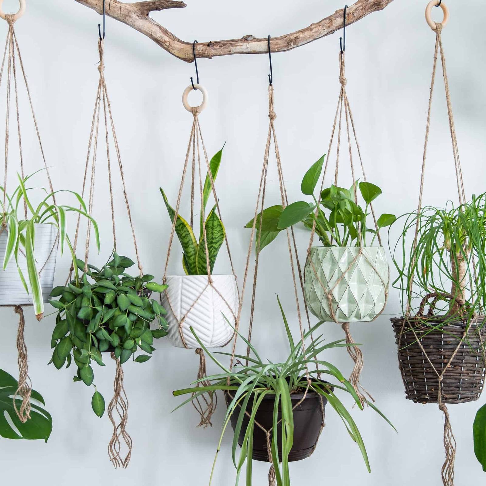 11 Indoor Hanging Garden Ideas