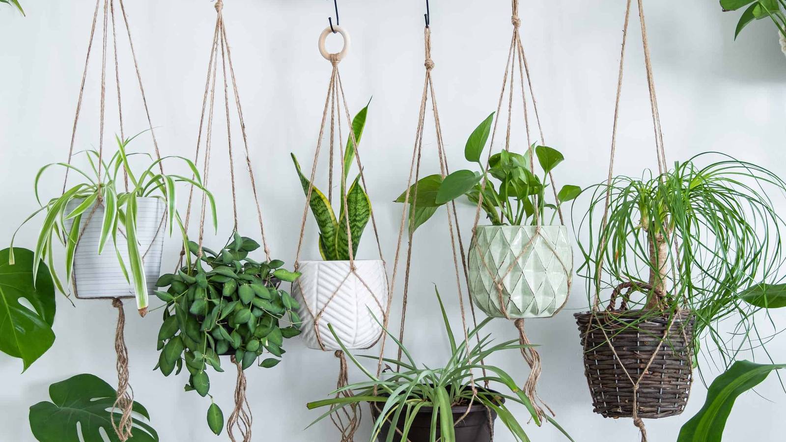 indoor plant moisture meter Potted Plant Moisture Meter – Grows on Main