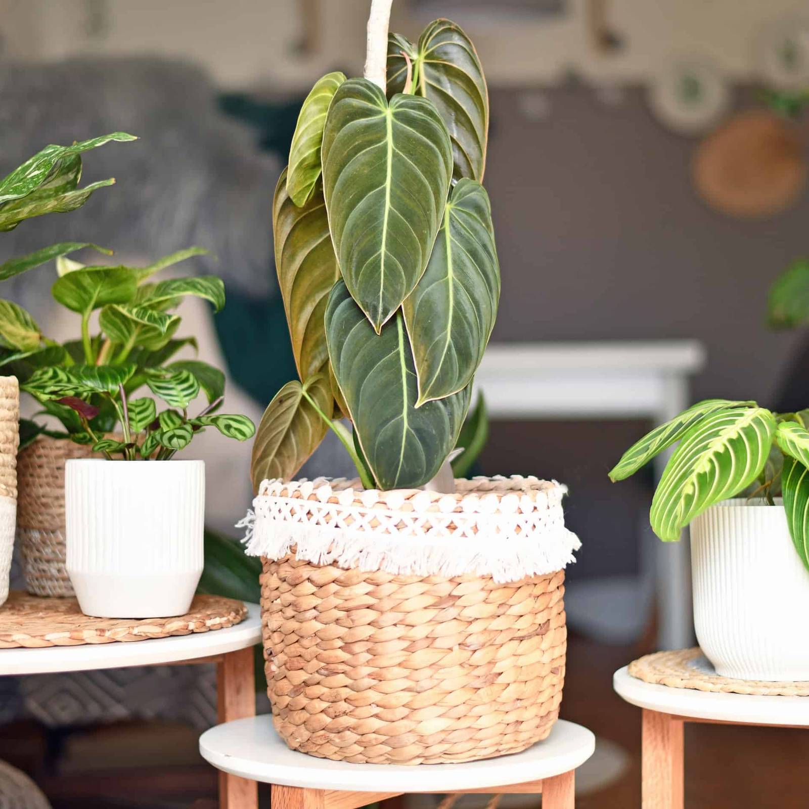 tree plants indoor Money Tree | Indoor Plants main image 0