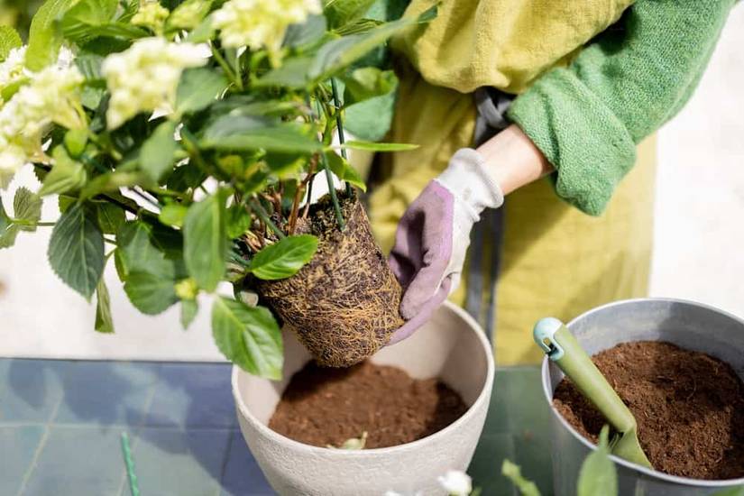 Will Your Hydrangea Come Back After Too Much Water?