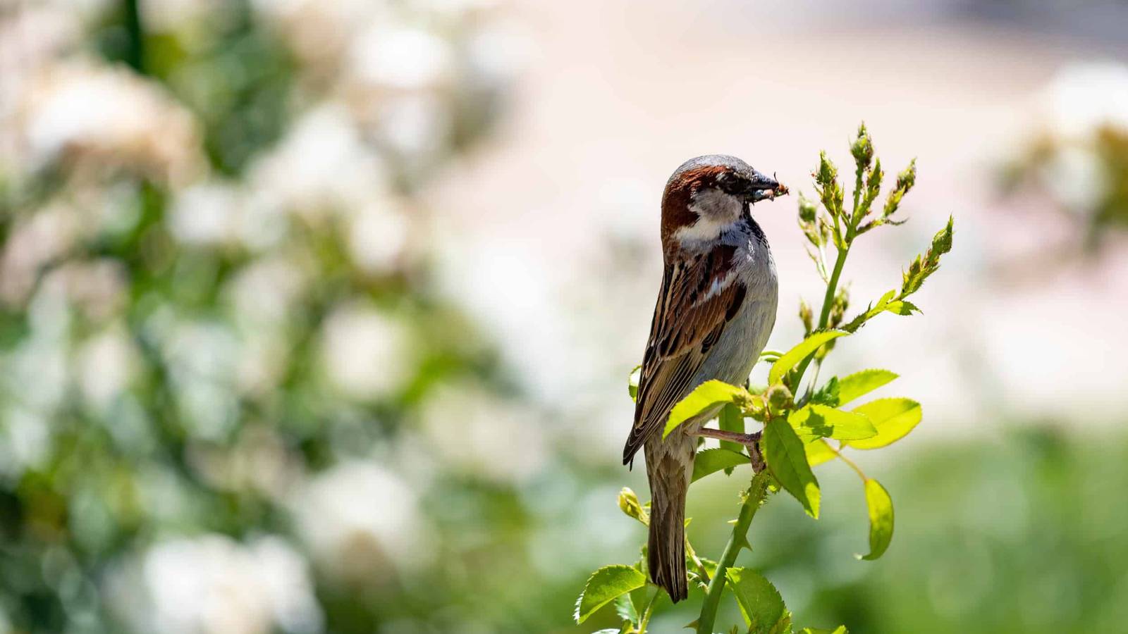 10 Insect-Eating Birds To Attract To Your Garden