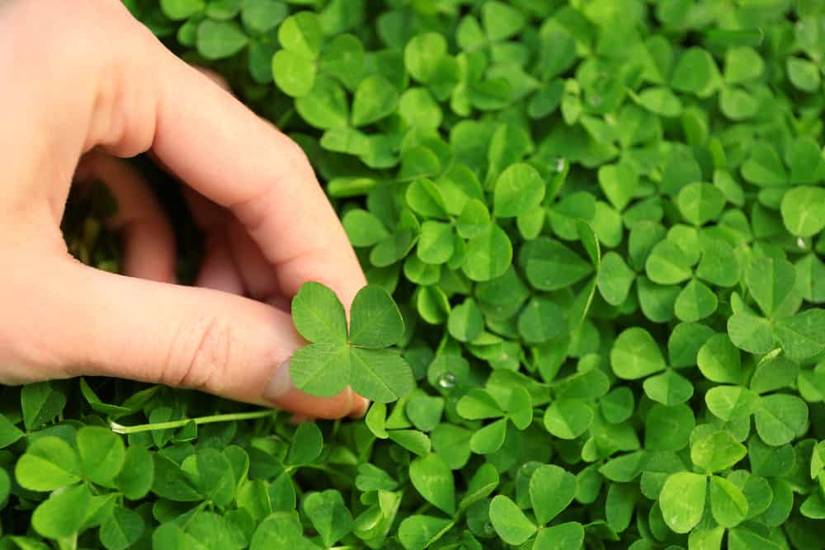 Female hand holding clover leaf, closeup