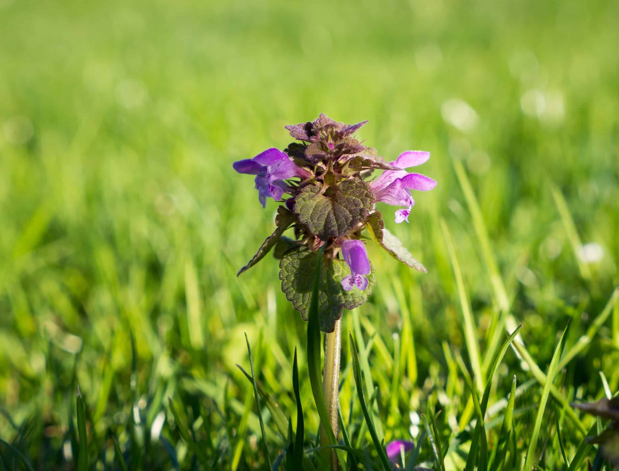 Vining Weeds That Wreck Lawns And How to Stop Them, image size:2500x1900