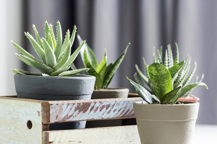 5 Tips for Growing an Aloe Plant in Your Home