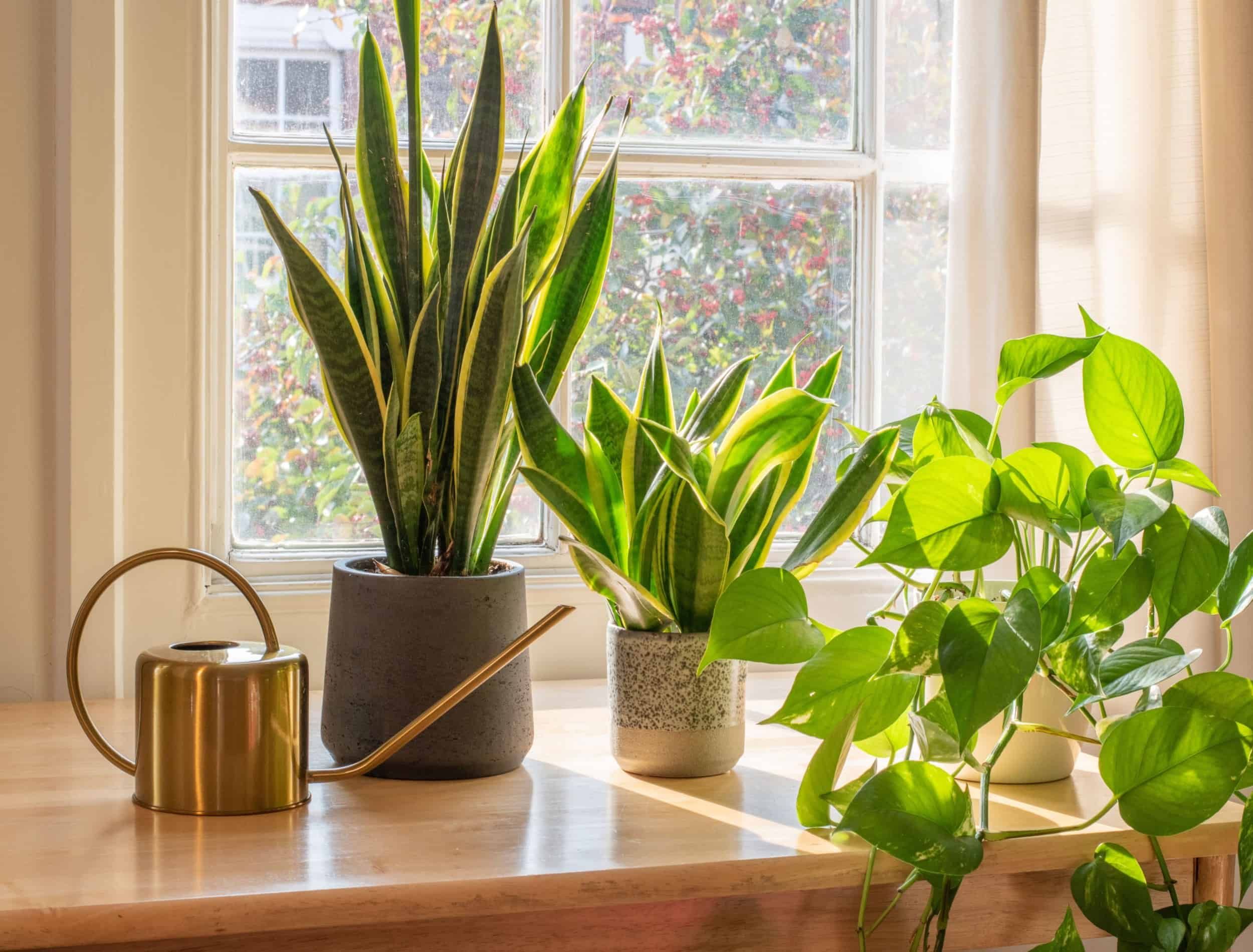 How Often To Water Your Snake Plant