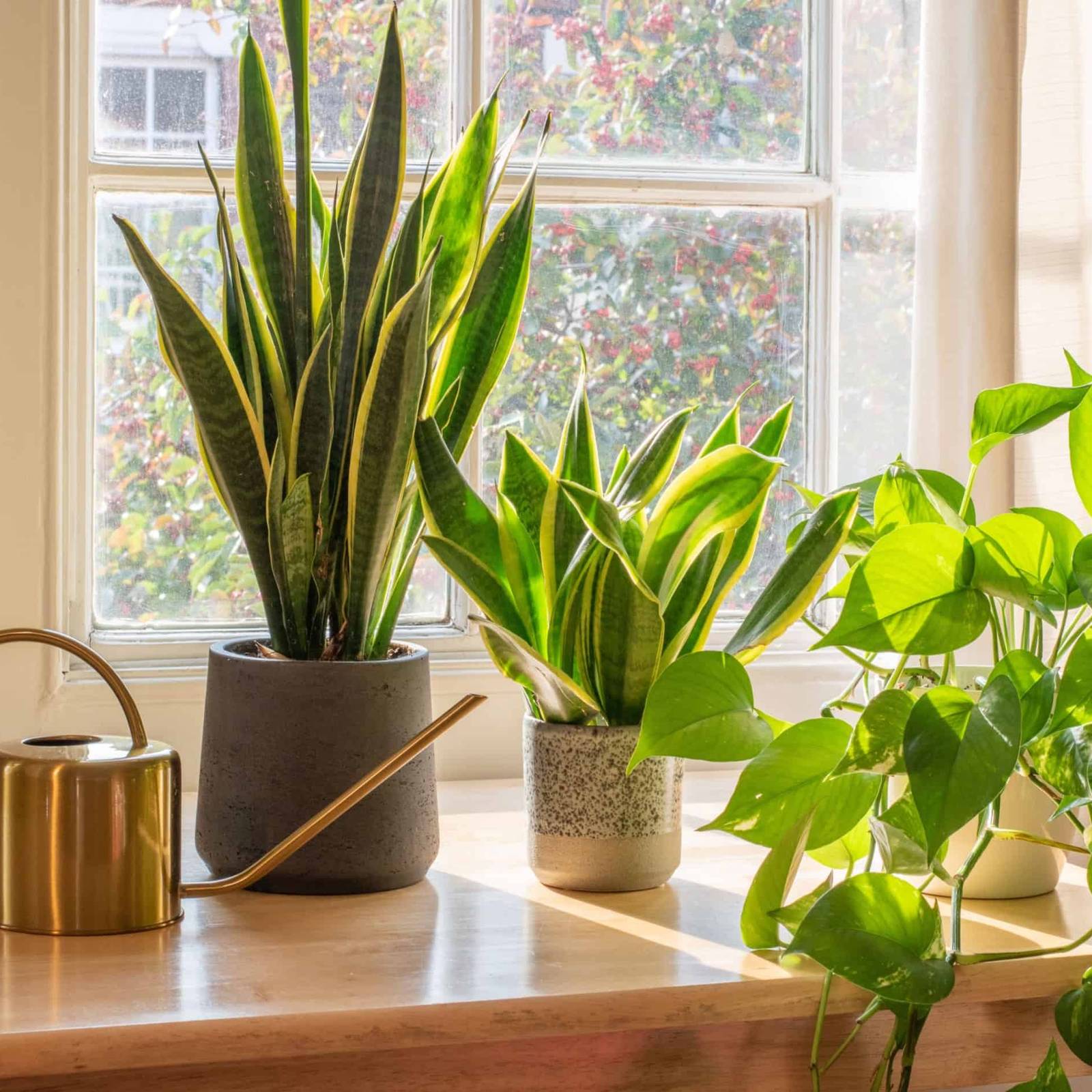How Often To Water Your Snake Plant