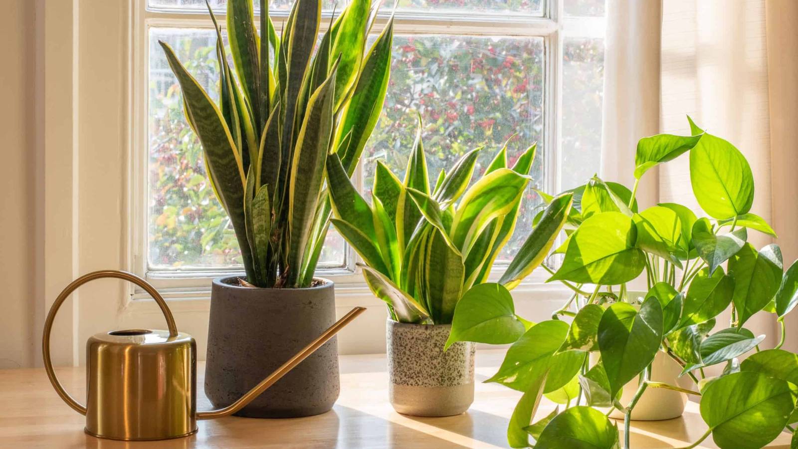 How Often To Water Your Snake Plant