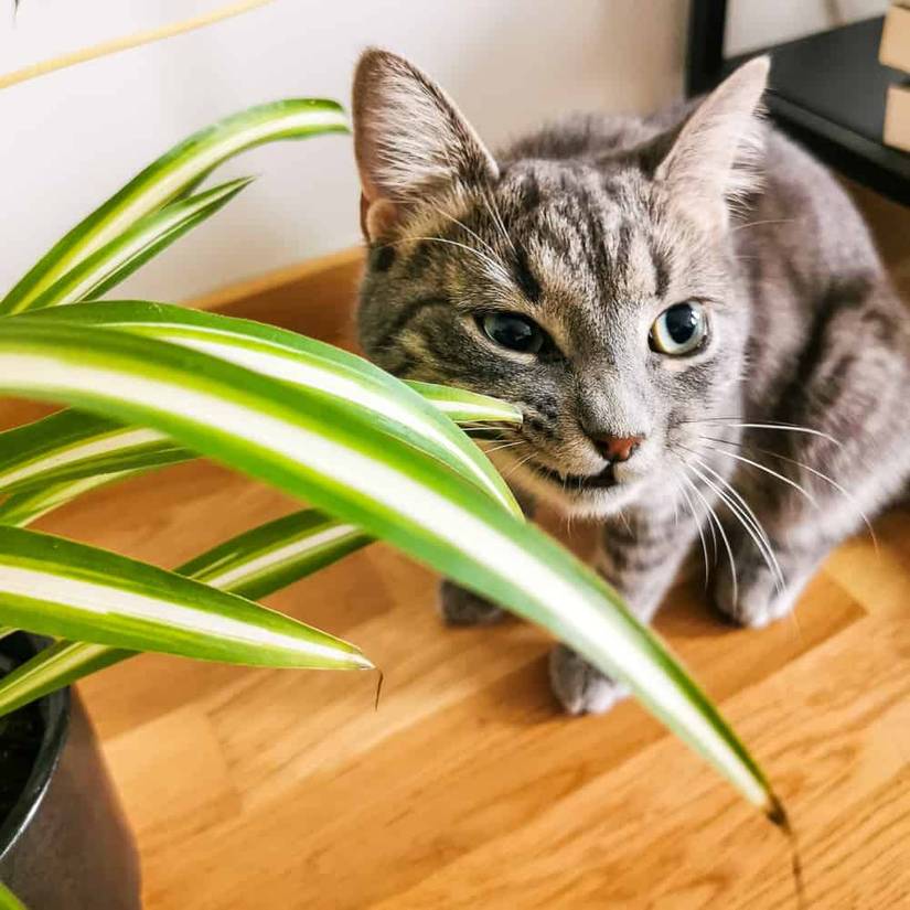 9 Houseplants Safe for Cats and Dogs