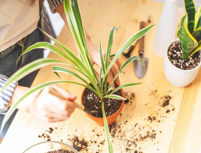 5 Ways To Fix a Wilting Spider Plant
