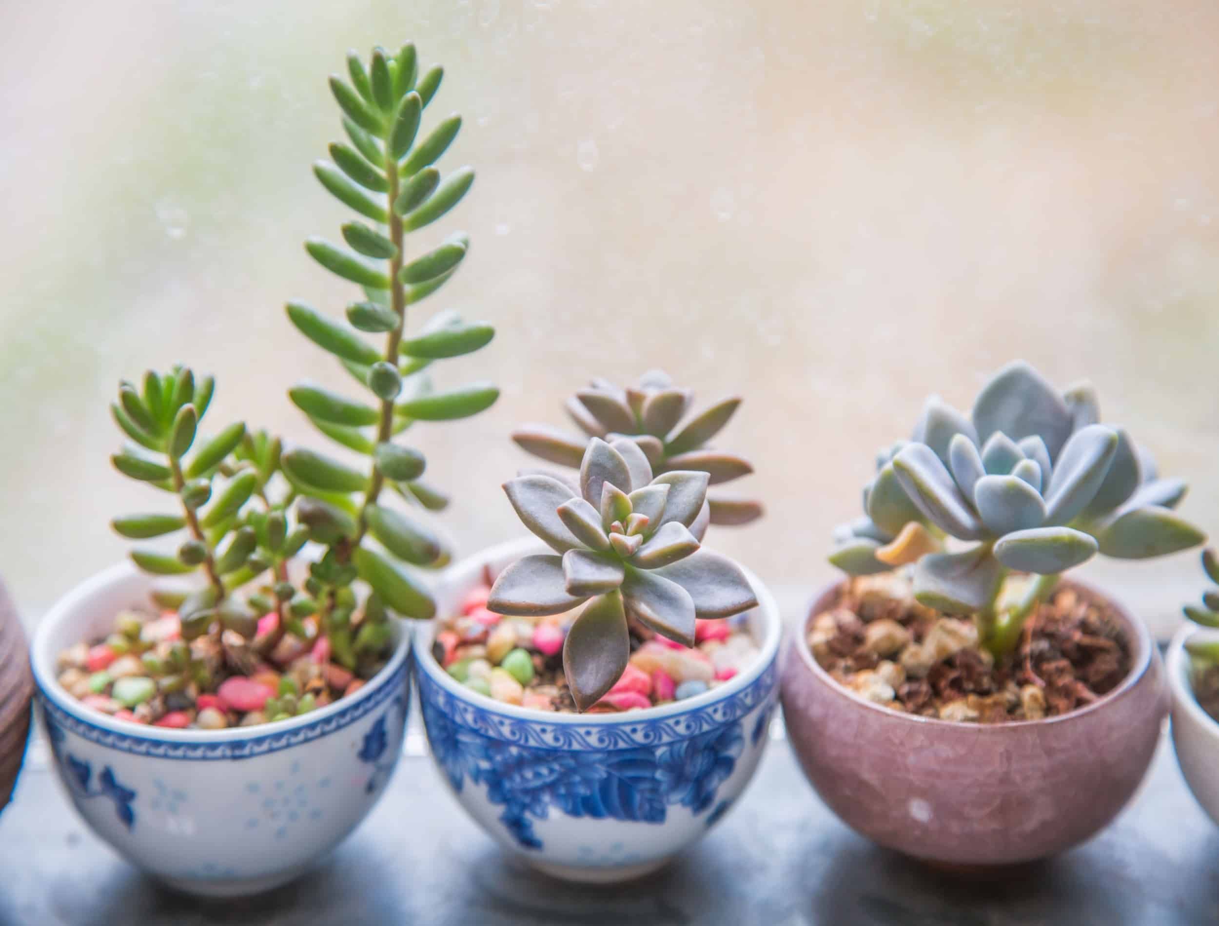 5 Beautiful Flowering Succulents For Your Indoor or Outdoor Garden