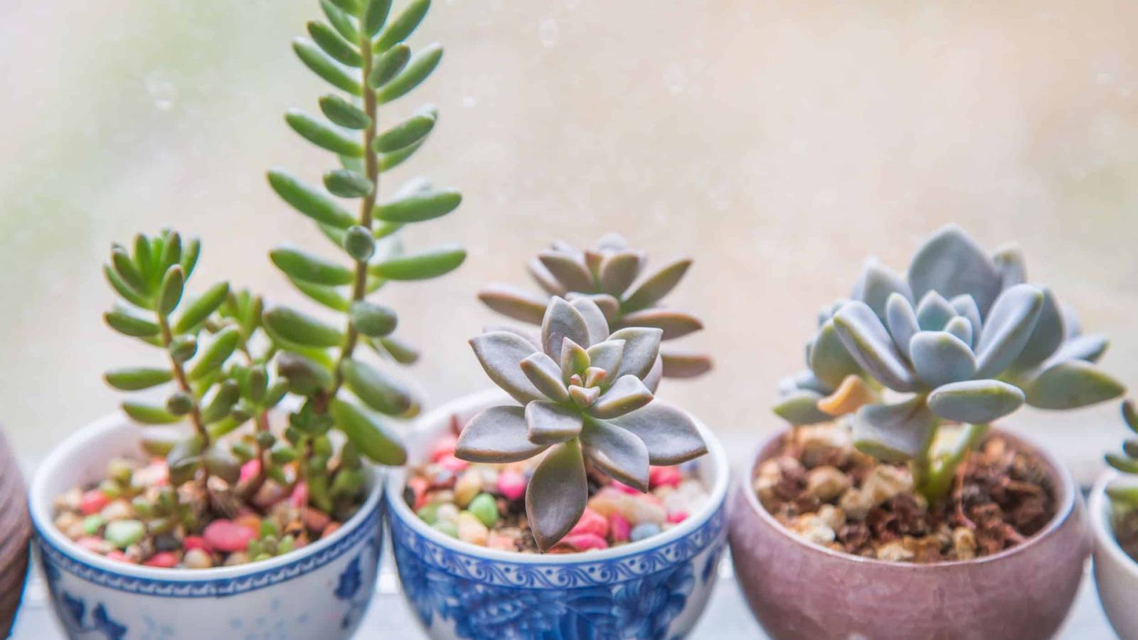 5 Beautiful Flowering Succulents For Your Indoor or Outdoor Garden