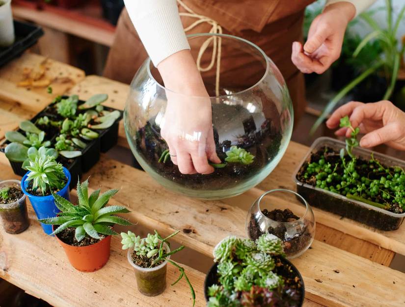 small succulent pots MINI SUCCULENT GARDEN – cymbidium floral main image 1