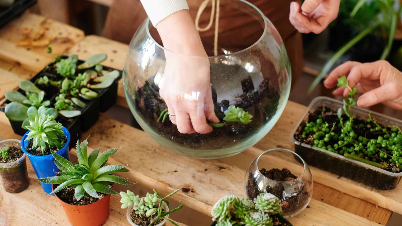 Terrarium Making Activity How to Make Your Own Terrarium