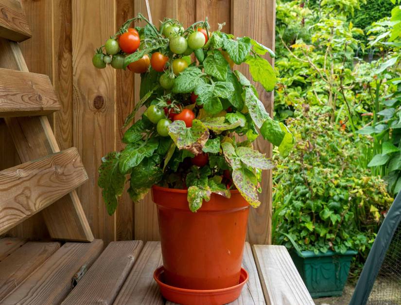 Why You Should Add Coffee Grounds To Your Tomato Plant's Soil