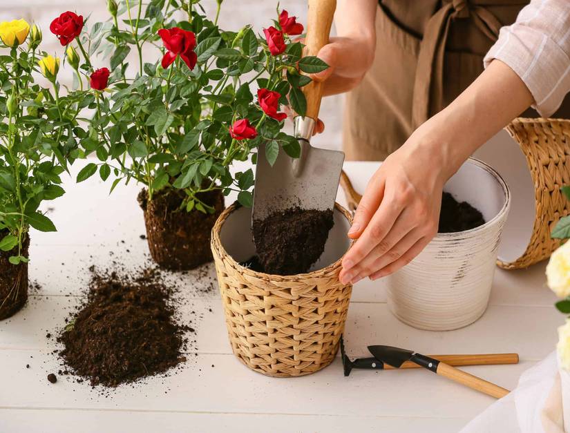 How to Grow Roses in Pots