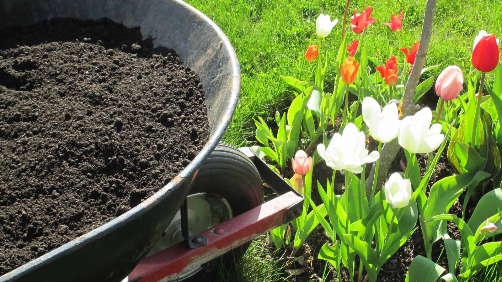 7 Reasons To Use Topsoil in Your Garden