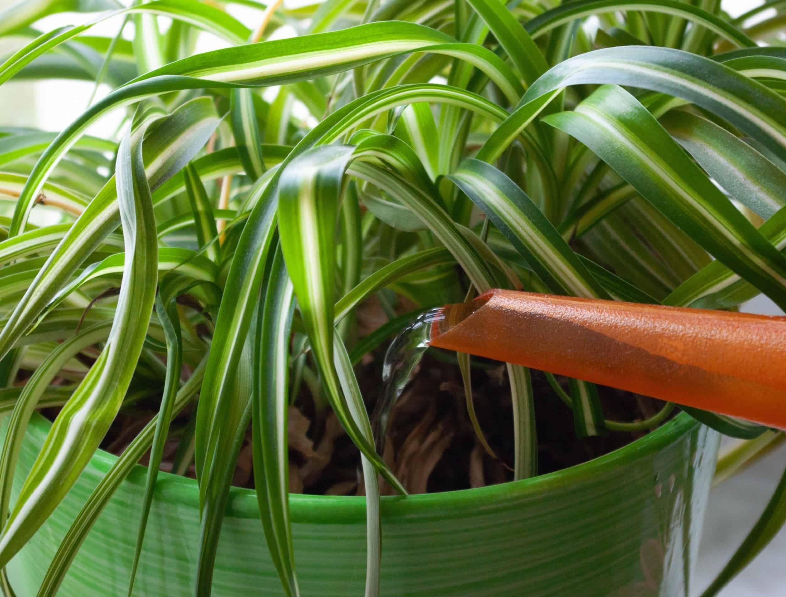 hanging terracotta planter Hanging Terracotta Planter
