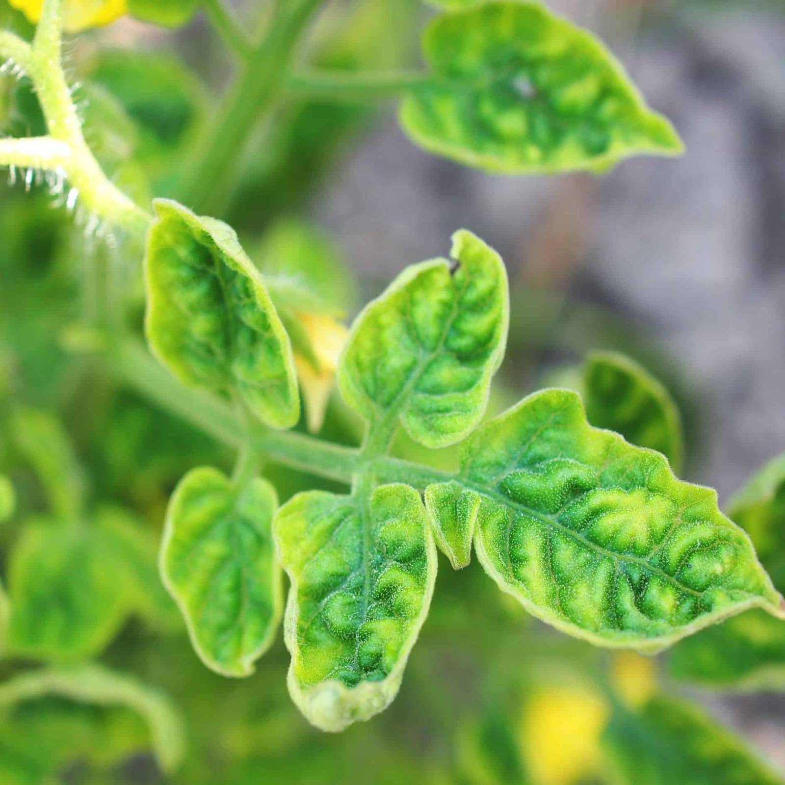 Why Your Tomato Leaves Are Curling