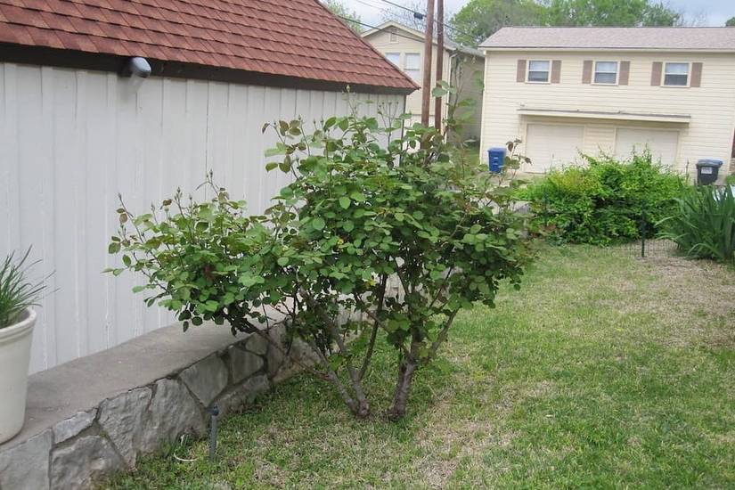 7 Tips for Transplanting a Rose Bush