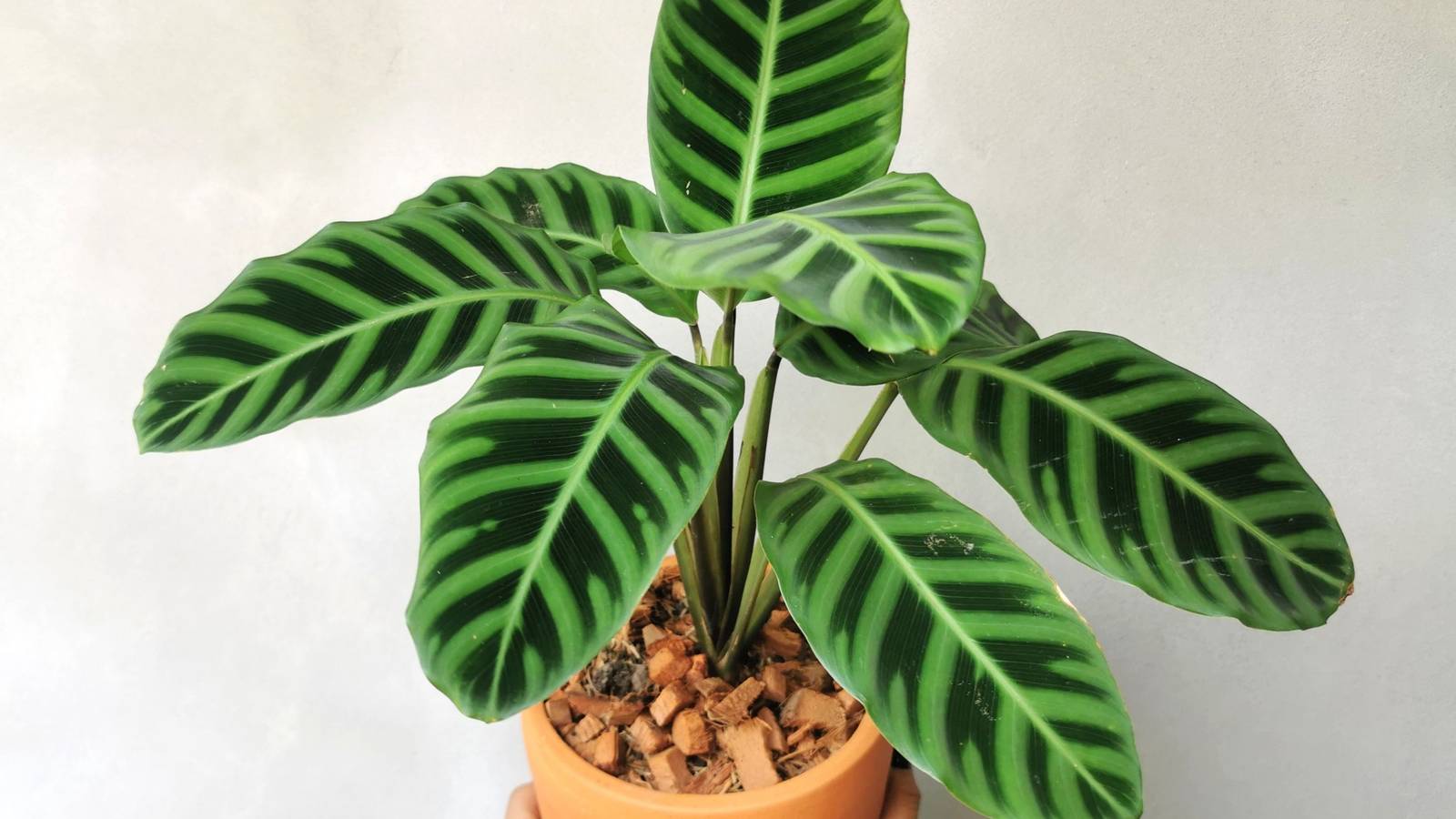 Avoid Buying These 3 Pest-Prone Houseplants
