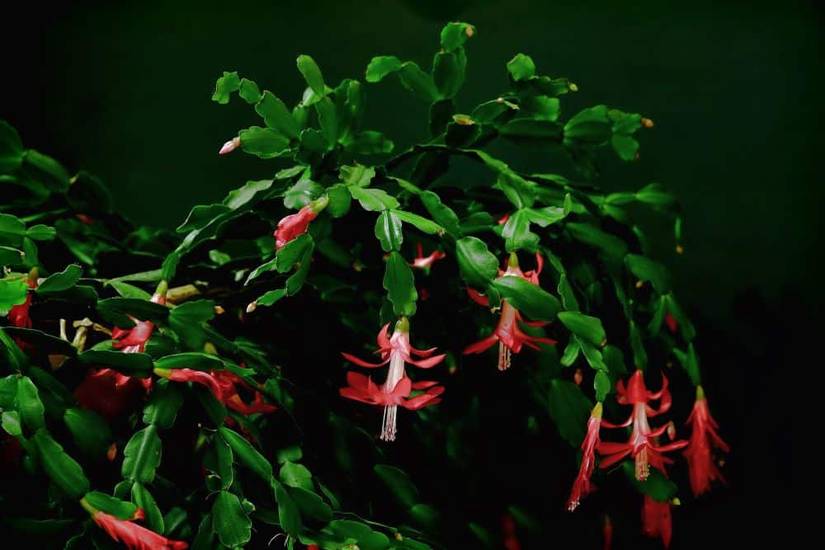 How To Grow and Care For Your Christmas Cactus