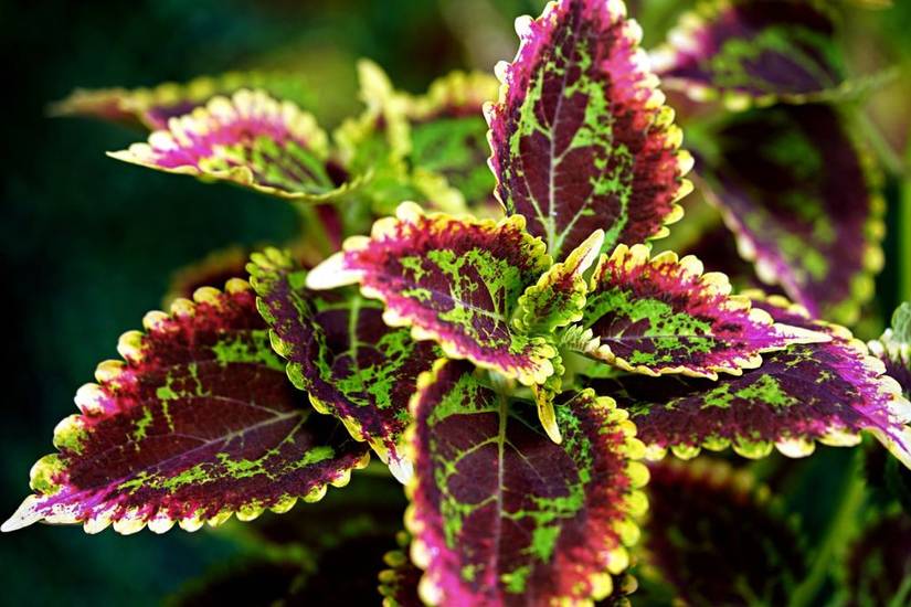 7 Best Potted Plants That Thrive in Shade