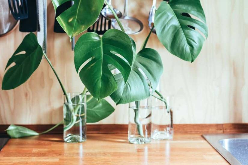How to Grow and Care for Monstera Plants