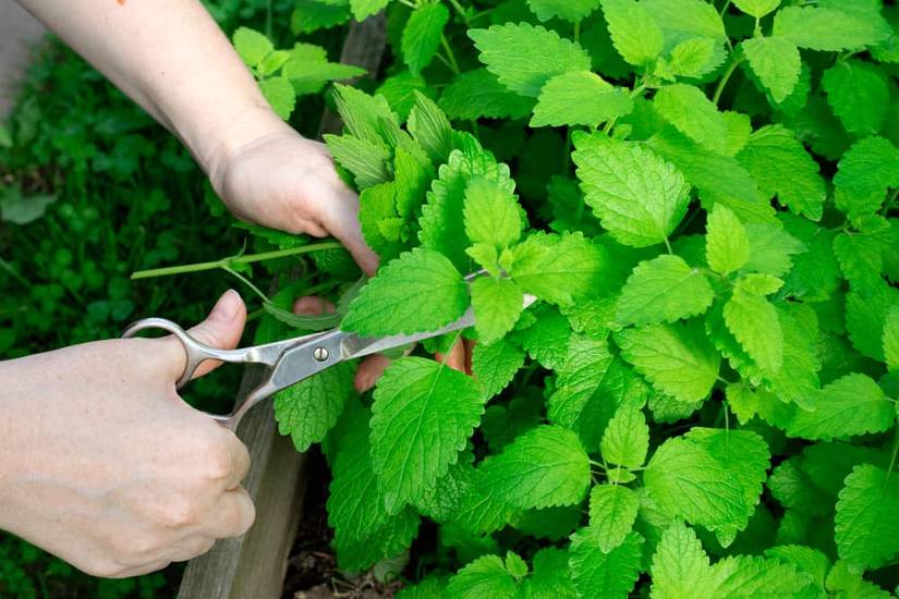 How to Grow Mint in Containers