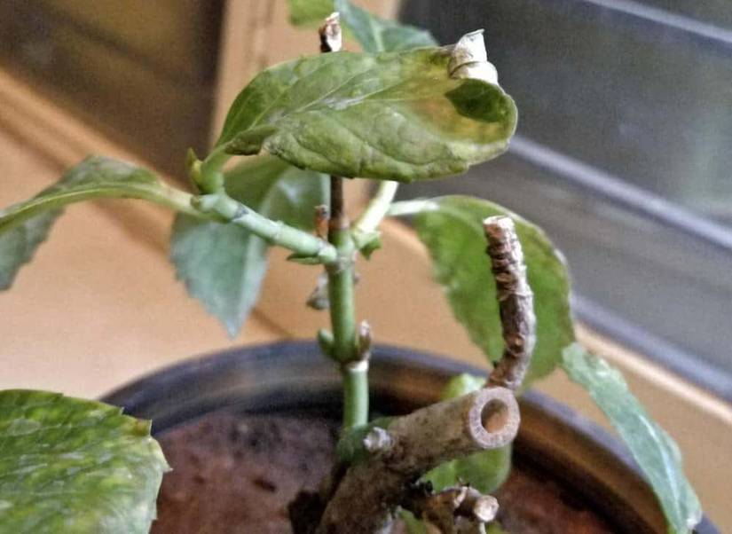 How To Identify and Prevent Root Rot
