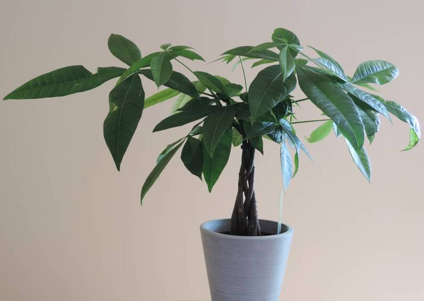 Moni Tree Everything You Need to Know About Your Money Tree