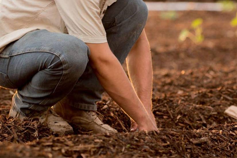 6 Tips for Growing Squash From Seed