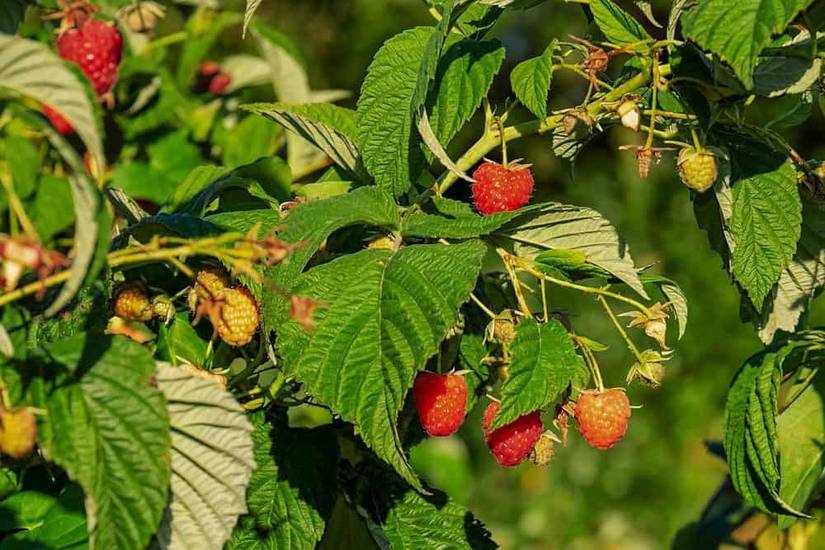 11 Ways to Increase Your Berry Harvest