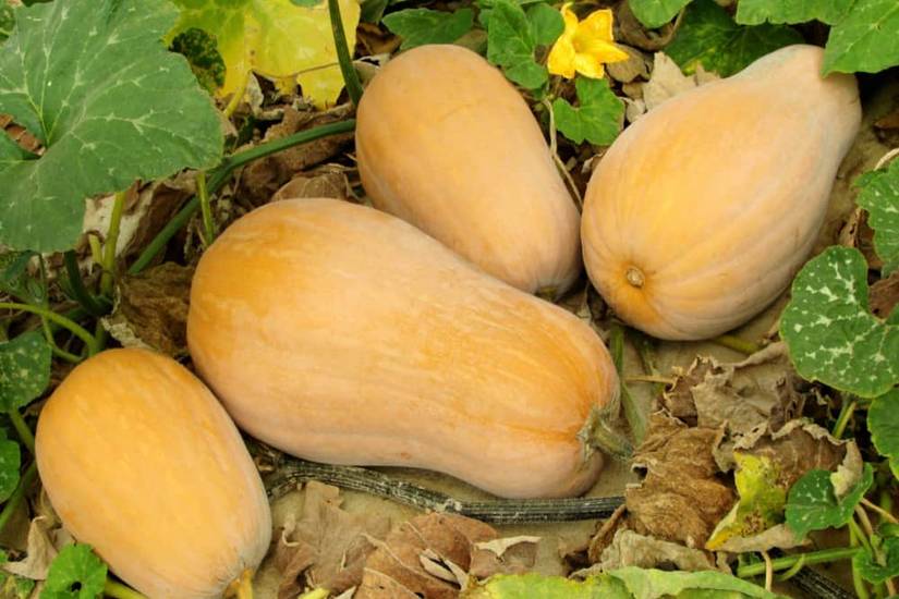 How To Prevent Powdery Mildew On Your Squash Plants