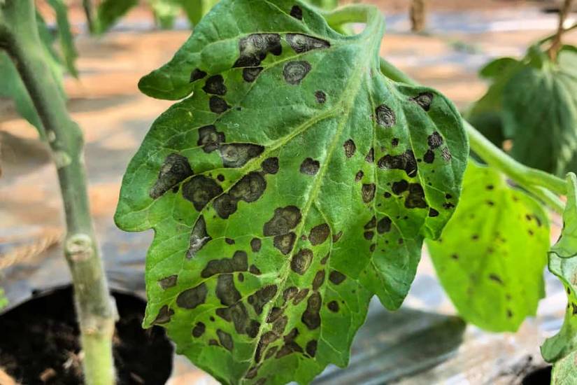 8 Signs Your Tomato Plant Has a Disease
