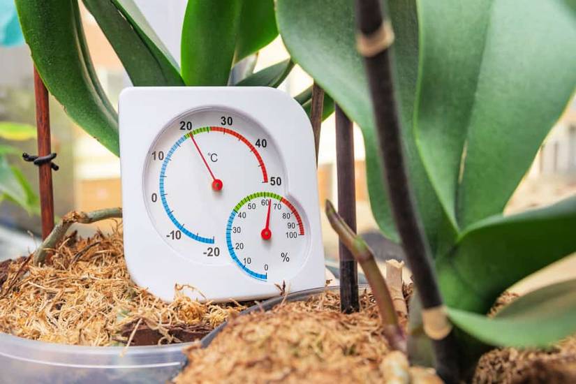 How to Get Your Jade Plant to Flower