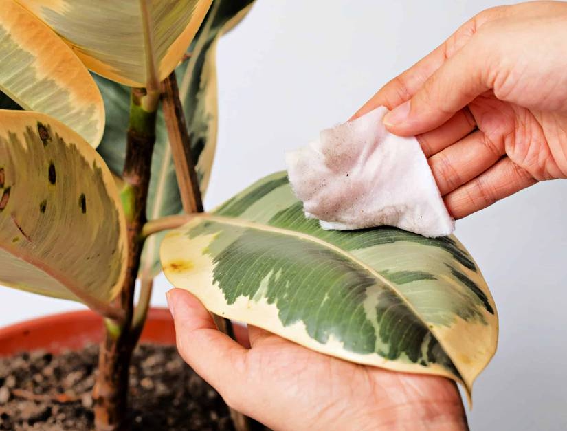 6 Best Rubber Tree Varieties To Grow Indoors or Out