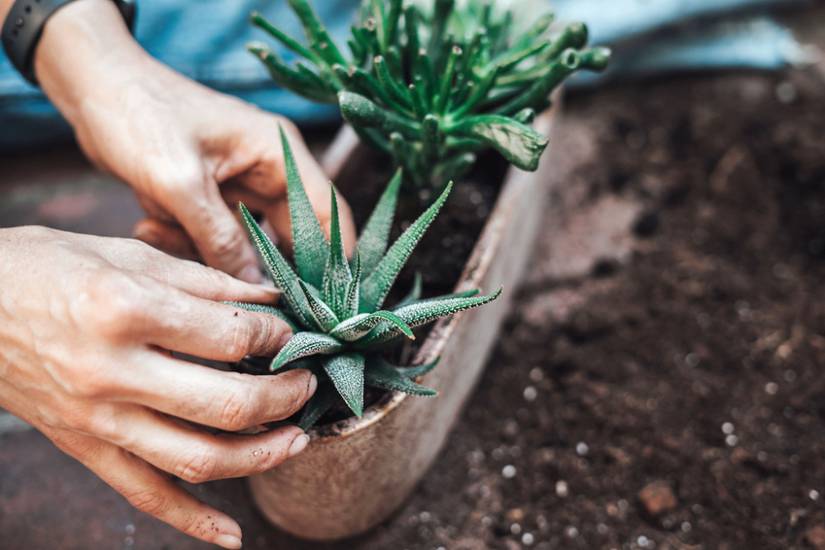 How and When to Fertilize Succulents