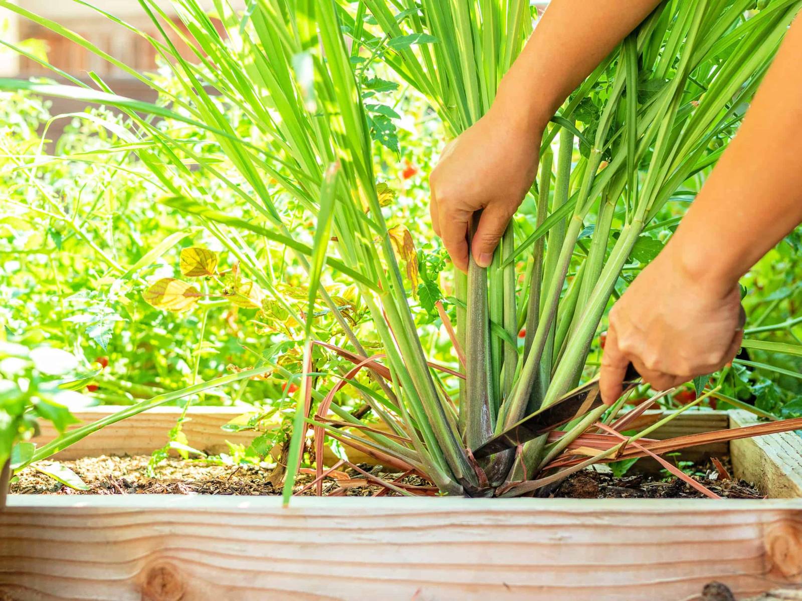 How to Harvest Lemongrass