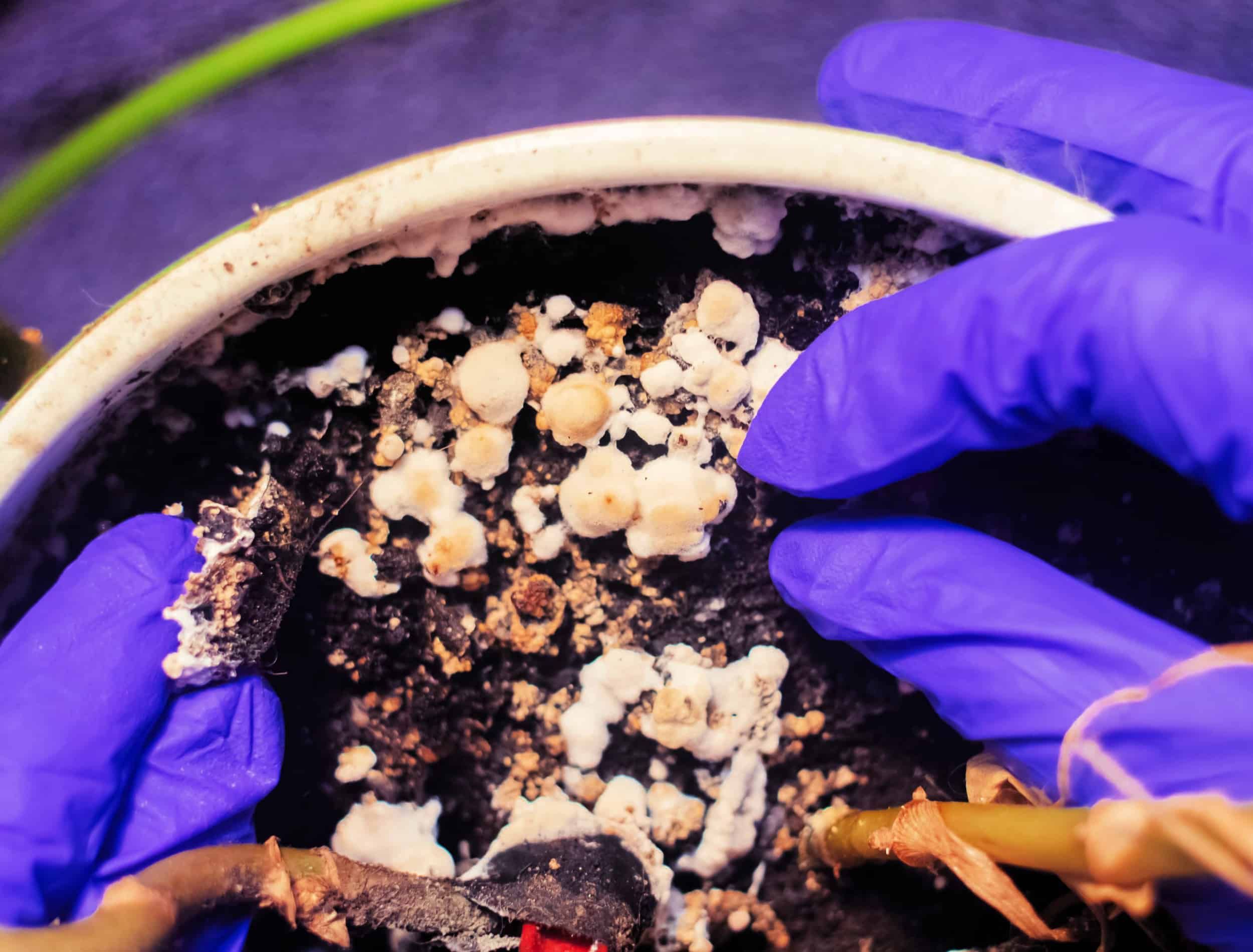 Why White Fungus Balls Are Growing in Your Potting Soil