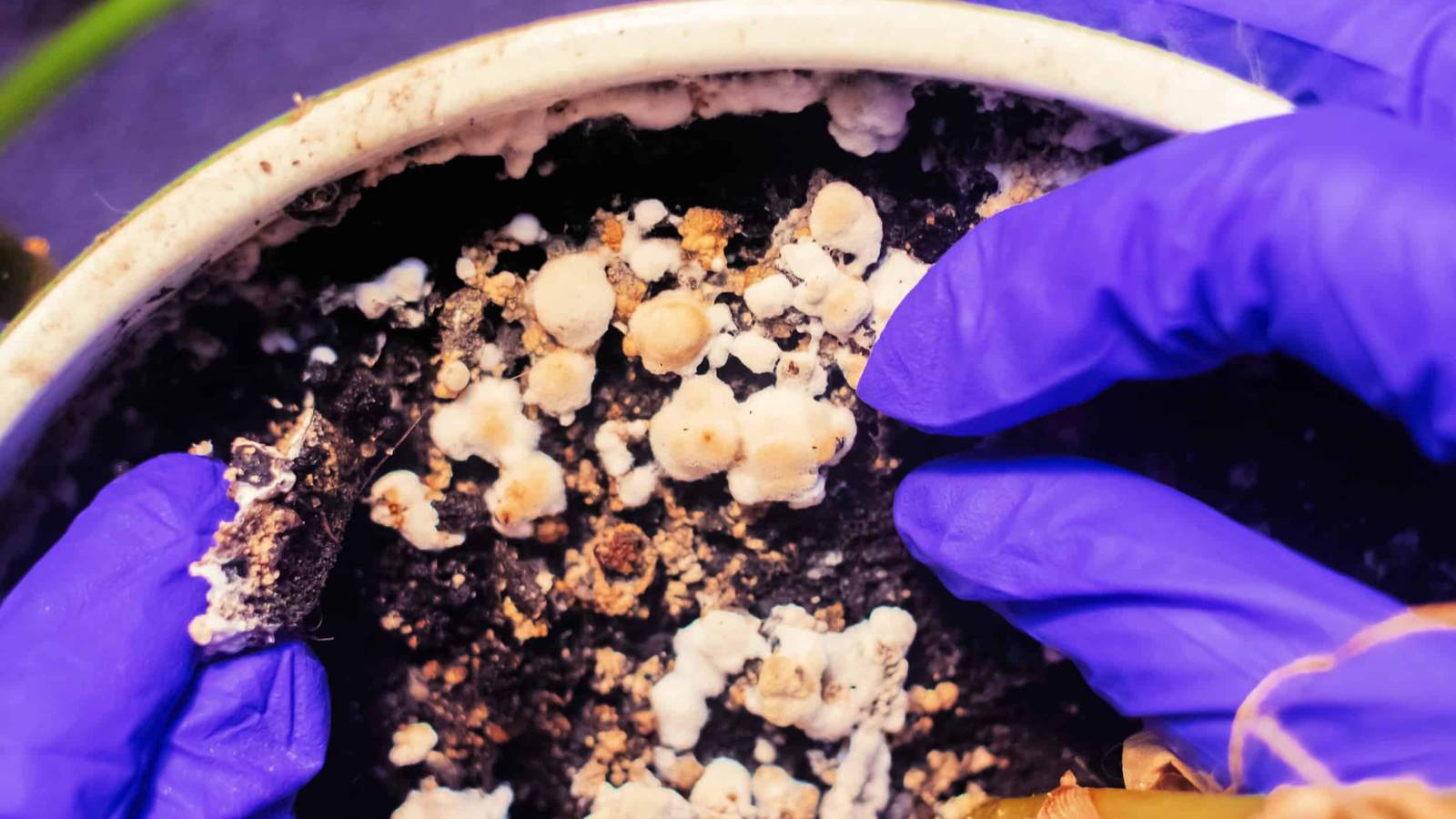 Why White Fungus Balls Are Growing in Your Potting Soil