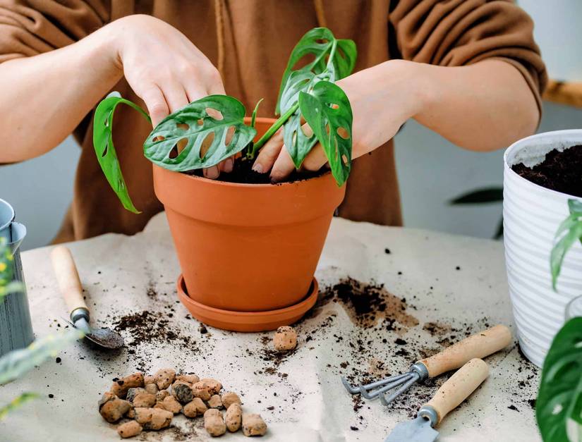 How To Repot Your Monstera Plant