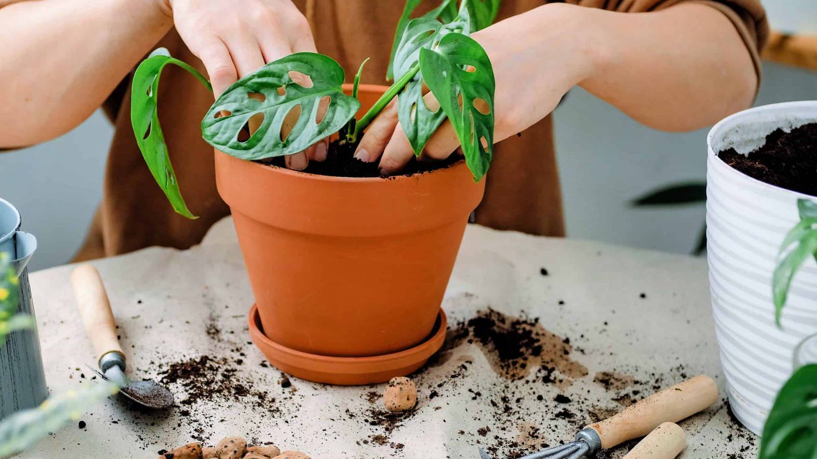 How to Grow and Care for Monstera Plants
