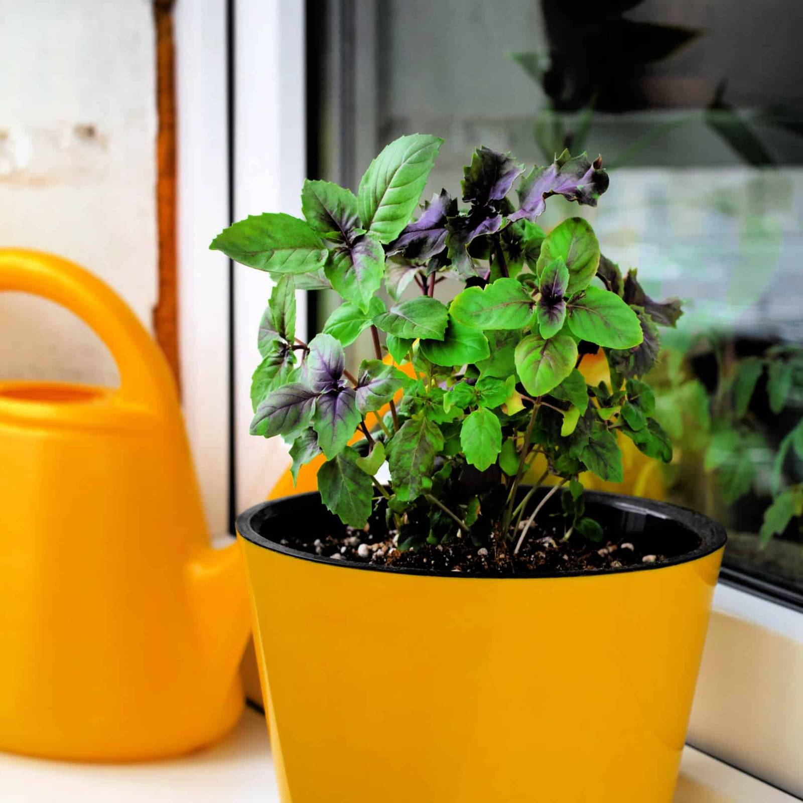 Why Your Basil Leaves Are Turning Yellow
