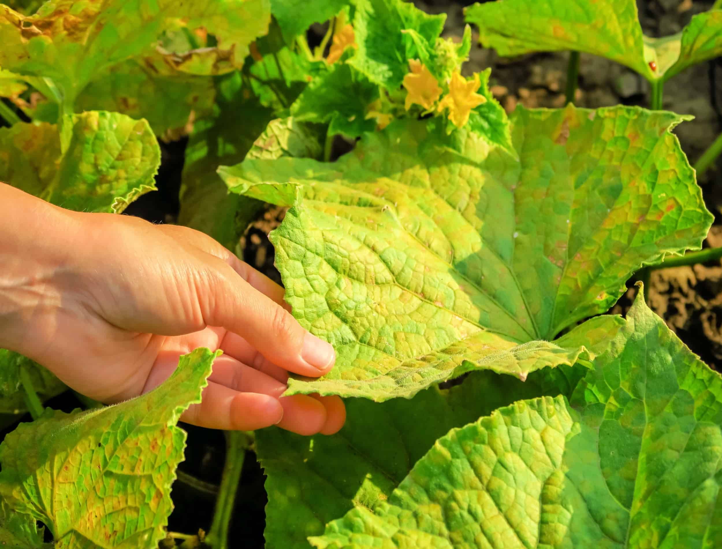 5 Common Cucumber Diseases