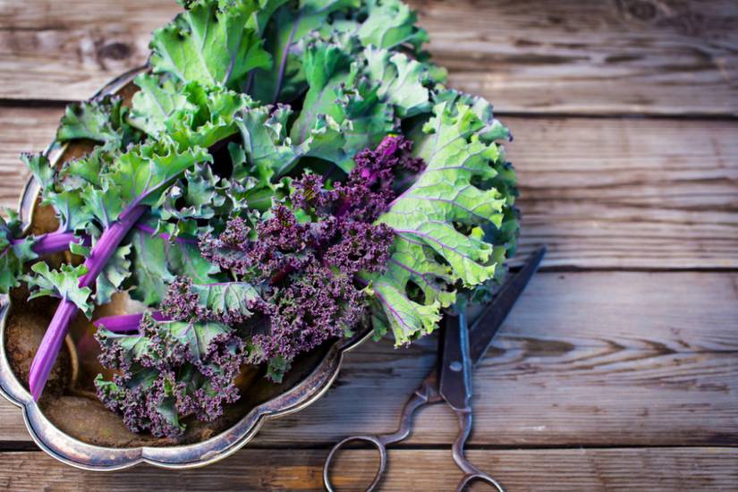 How to Harvest Kale
